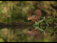 Paula Chatterton - Red Squirrel - Highly Commended.jpg